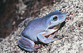 Green Tree Frog in rare blue colour form
