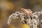 Spring Peeper (Pseudacris crucifer)