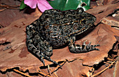 Mississippi Gopher Frog