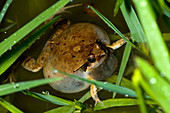 'Cuyaba Dwarf Frog,Brazil'