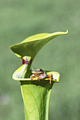 Barking Tree Frog on Pitcher Plant