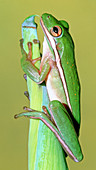 Green Treefrog