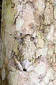 Marbled Tree Frog
