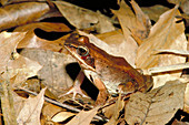 Eastern wood frog