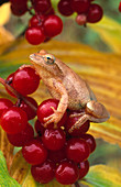 Spring Peeper