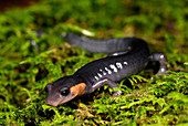 Jordan's Salamander