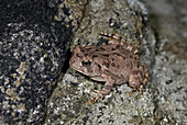 'Fowler's toad,Bufo fowleri'
