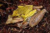 Stoney Creek Frogs in amplexus