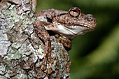 Green-eyed Treefrog (Litoria genimaculata)