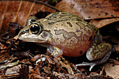 Superb Collared Frog (Cyclorana breviceps)