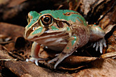 'Eastern Snapping Frog,Australia'