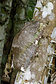 Gladiator Treefrog (Hyla boans) sleeping