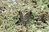 European Common Frog