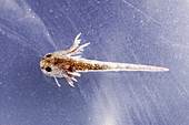 Spotted Salamander Larva