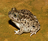 Western Spadefoot Toad (Spea hammondii)