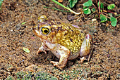Couch's Spadefoot Toad