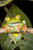 Canal Zone Tree Frog