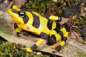 Harlequin Toad