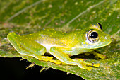 Yellow Spot Glass Frog