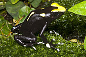 Dyeing Poison Frog