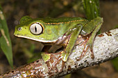 Vaillanti's monkey frog