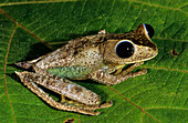 Treefrog (Nyctimystes sp.)