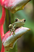 Amazonian Milk Treefrog