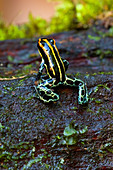 Amazonian Poison Frog