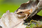 Sharp-nosed Toad (Bufo dapsilis)