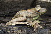 Map Treefrog
