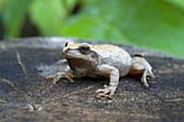 Spring Peeper