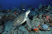 Green Sea Turtle,Florida