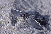 Leatherback Turtle hatchling