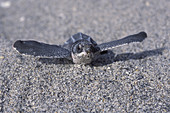 Leatherback Turtle hatchling