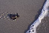 Loggerhead Turtle hatchling