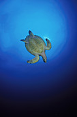 Hawksbill Turtle