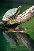 Florida Cooter Turtle