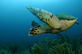 Hawksbill Turtle