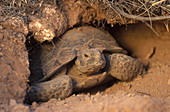 Desert Tortoise,Utah