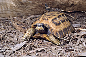 Flat-Tailed Spider Tortoise