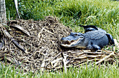 Alligator with her nest