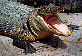American Alligator threat display
