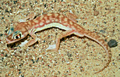 Web-footed gecko (Palmatogecko rangei) on sand