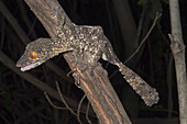 Henkels leaftailed gecko