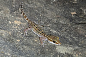 Gecko,Paroedura lohatsara
