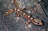 Rare Australian Gecko