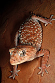 Rough Knobtail Gecko