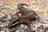 Velvet Gecko (Oedura coggeri)