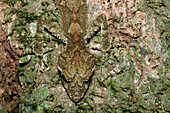 Northern Leaftail Gecko in camouflage