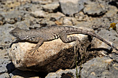 Texas Earless Lizard